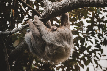 Fototapeta premium Sloth with Baby Hanging from Tree