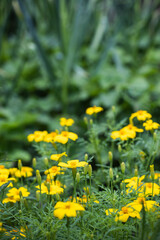 Bright Yellow Marigold Flowers Blooming in a Lush Summer Garden