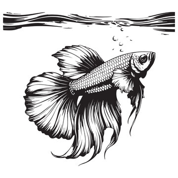 black and white betta fish swimming clip art preview