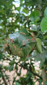  Red Ants Building Nest on Green Leaves