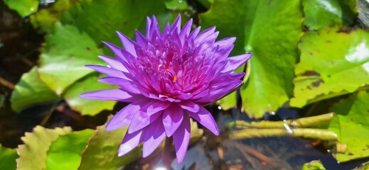 This beautiful close-up captures a vibrant purple water lily in full bloom