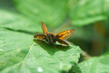Ochlodes sylvanus / Ochlodes sylvanoides, the woodland skipper -  butterfly