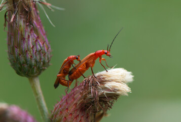Rhagonycha fulva - the common red soldier beetle, bloodsucker beetle