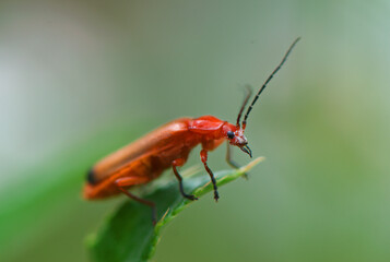 Rhagonycha fulva - the common red soldier beetle, bloodsucker beetle