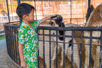 Adorable little boy enjoy feeding sheep in outdoor zoo
