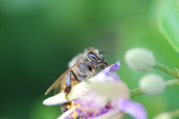 Bee sitting on the bud of a purple wild raisin flower 