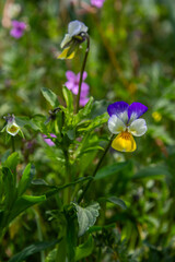 Fototapete bei efototapeten.de bestellen   