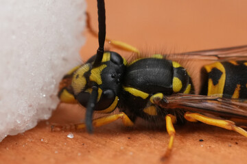 Close-up of a wasp eating sugar, showcasing its intricate markings and delicate features. A macro view of nature's small wonders.