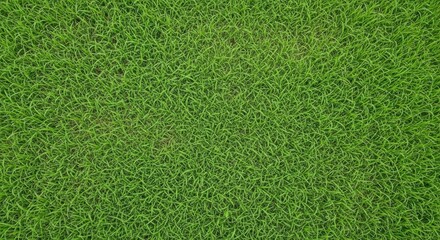 Photo of a lush green grass texture creating a vibrant natural background