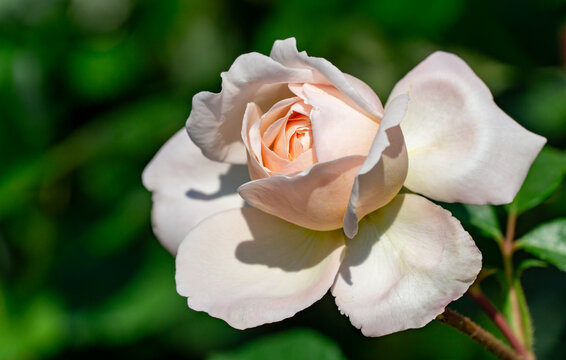 Delicate cream-colored New Dawn rose in full bloom, showcasing its soft petals and intricate layers