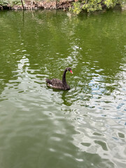 Black swan is swimming in a green body of water