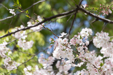 青空と桜