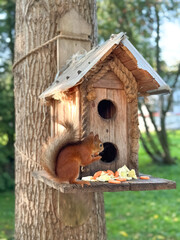 Squirrel is eating from a birdhouse