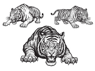 Engraved Bengal tiger crouched with fierce gaze claws exposed and roaring mouth in attack stance