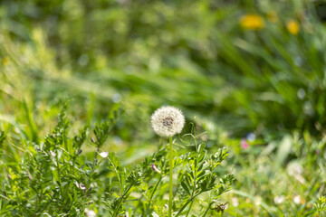 風が吹いたら飛びます