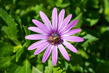 Magenta African daisy flower with bumblebee