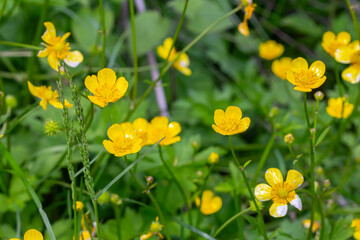 Vibrant meadow buttercup flowers bloom in a lush green field during early summer showcasing their...