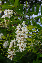 Black locust tree in bloom with fragrant white flowers and vibrant green foliage near a serene...