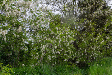 Robinia pseudoacacia blooms with white fragrant flowers in a lush green landscape during springtime