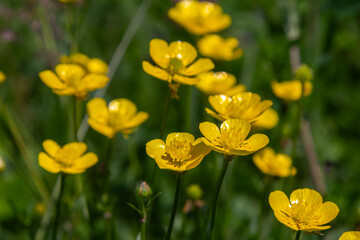 Obraz premium Bright yellow Meadow Buttercup flowers blooming in a vibrant green field during early spring sunlight near a tranquil countryside