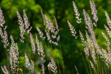 Calamagrostis epigejos growing in a lush green environment showcasing its delicate floral spikes...
