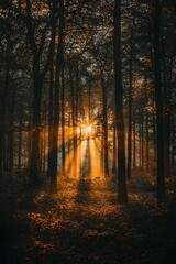 Fototapeta premium The mottled light and shadow in the early morning forest