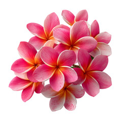 Beautiful pink plumeria flower arrangement for tropical floral designs isolated on transprint background