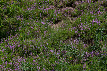 Obraz premium Wild thyme blooms in vibrant pink-purple flowers across a sunlit hillside during spring enhancing the beauty of the natural landscape