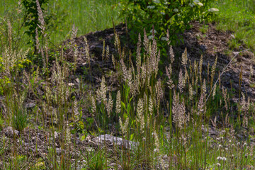 Perennial grass Calamagrostis epigejos thriving in a natural habitat showcasing its distinctive flowering spikes and green surroundings