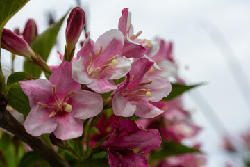 Stunning Weigela florida in bloom showcasing delicate pink bell-shaped flowers against a soft background on a serene spring day