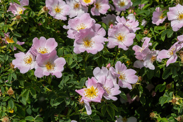 Naklejka premium Dog rose shrub displaying vibrant pink flowers during springtime in a lush garden setting showcasing thorny stems and delicate blooms