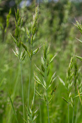 Smooth brome grass thriving in wild meadow during summer showcasing leafy green stalks and distinctive seed heads under natural sunlight