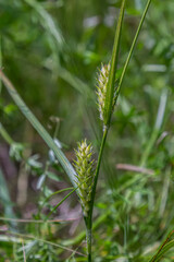 Hairy sedge Carex hirta thrives in dry meadow conditions showcasing its unique hairy texture and growth habit during a sunny day in the landscape