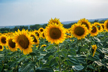 many yellow sunflowers, bright flowers, large petals, summer field, distant view, sky background, trees, forest, space, countryside, agriculture, horizon,