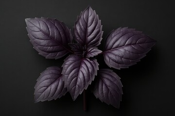 Obraz premium Fresh purple basil sprig with dark leaves, studio shot from above for culinary use