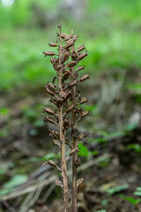 Bird's-nest orchid a unique chlorophyll-less saprophyte thriving in forest ecosystems showcases its brownish stem among lush greenery in springtime