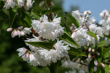 Blooming Deutzia shrub adorned with abundant white flowers in a sunlit garden during springtime