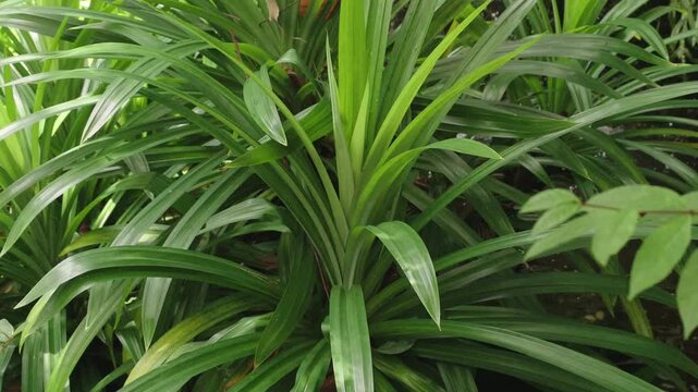 Pandanus tree in the garden