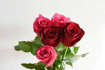 ピンクと赤のばら