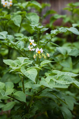 Potato plant flowering in green vegetable garden