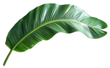 banana leaf isolated on transparent background