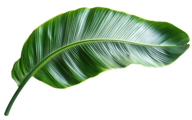 banana leaf isolated on transparent background