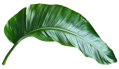 banana leaf isolated on transparent background