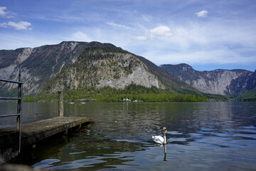 Peaceful lake with a wooden dock and a white swan swimming near the shore. Rugged mountains covered in forest rise in the background under a partly cloudy blue sky. The reflection of the landscape shi