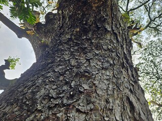A vertical tree trunk with textured bark and branching limbs, captured in daylight. Useful for nature studies, eco campaigns, or educational visuals