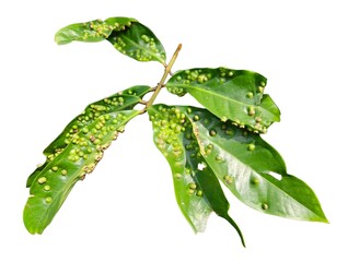 Leaf with symmetrical pest-induced galls, displayed on white background. Ideal for educational or...