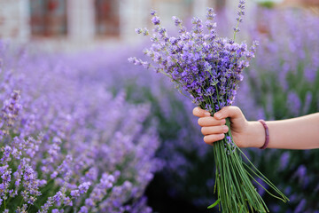 A hand holds a fresh, vibrant bouquet of purple lavender flowers against a blurred background of a blooming lavender field.