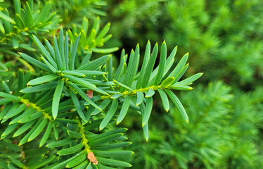 Common yew plant (Taxus baccata)