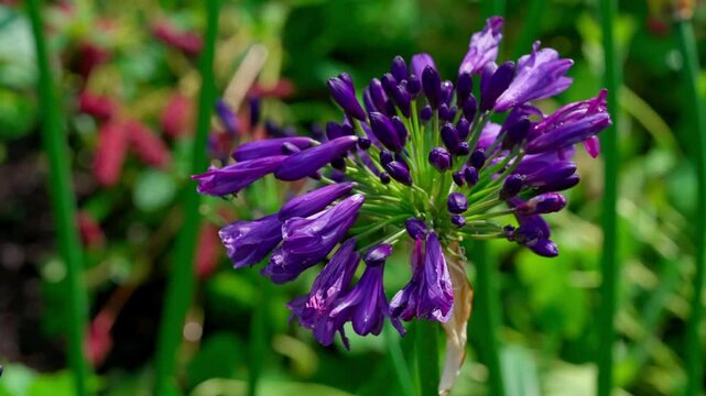 The purple agapanthus displays stunning clusters of vibrant flowers. Its long, slender stems and bold colon make it a striking addition to any garden, creating a beautiful contrast against green folia