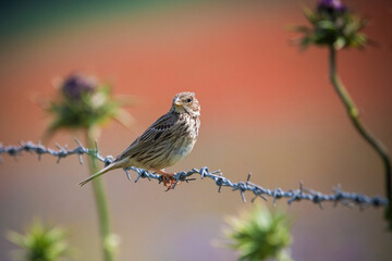 Corn Bunting perched on barbed wire against backdrop of red poppy field and thistles